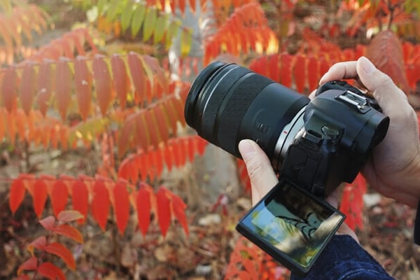 Understanding Camera Sensors Full-Frame, APS-C, and Micro Four Thirds